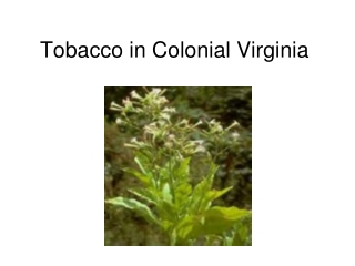 Tobacco in Colonial Virginia