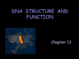 DNA  STRUCTURE  AND FUNCTION