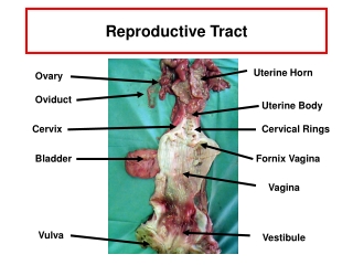 Reproductive Tract