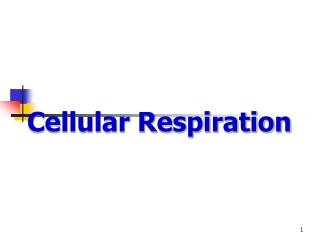 Cellular Respiration