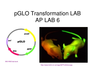 pGLO Transformation LAB AP LAB 6