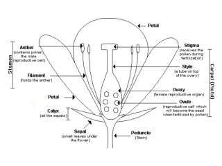 Pioneer Organisms