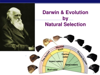 Darwin &amp; Evolution by  Natural Selection