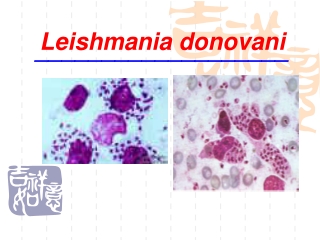 Leishmania donovani ___________________