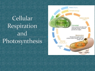 Cellular Respiration and Photosynthesis