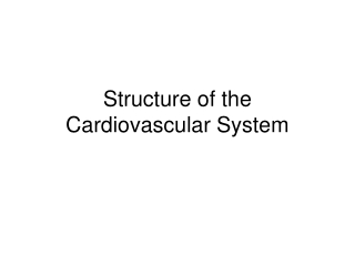 Structure of the Cardiovascular System