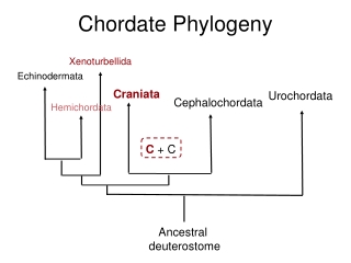 Chordate Phylogeny