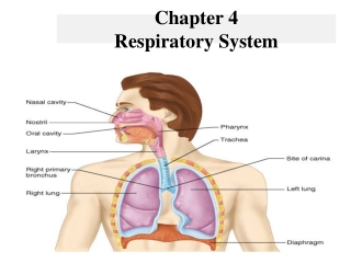 Chapter 4 Respiratory System