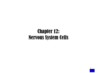 Chapter 12:  Nervous System Cells