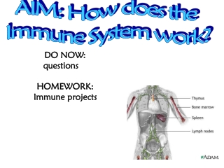 AIM: How does the  Immune System work?