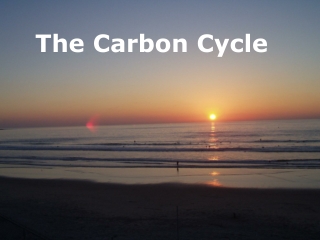 The Carbon Cycle