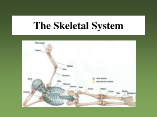 The Skeletal System