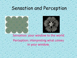 Sensation and Perception