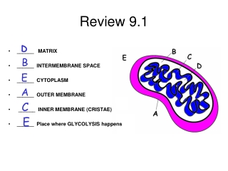 Review 9.1