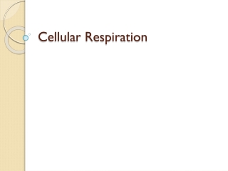 Cellular Respiration