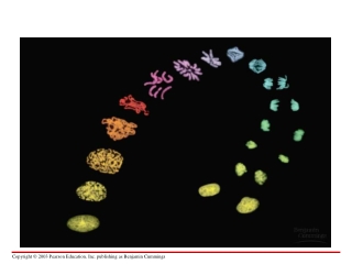 1.  Cancer and the cell cycle 	checkpoints, reqmts to advance 	oncogenes 	tumor suppressor genes