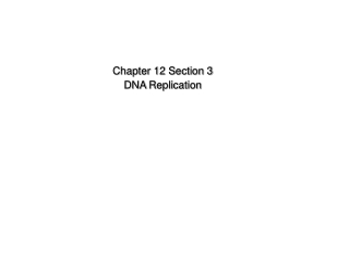 Chapter 12 Section 3  DNA  Replication