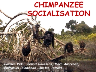 CHIMPANZEE            SOCIALISATION