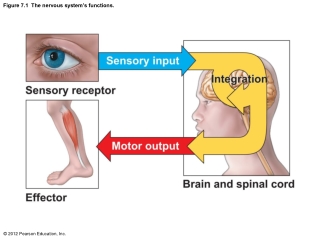 Figure 7.1  The nervous system’s functions.