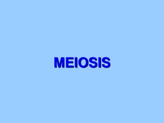 MEIOSIS