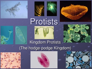 Protists