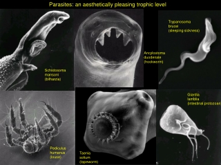 Parasites: an aesthetically pleasing trophic level