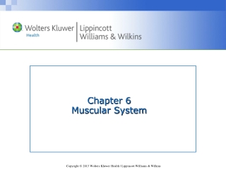 Chapter 6 Muscular System