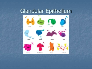 Glandular Epithelium