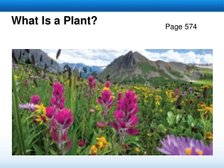 What Is a Plant?