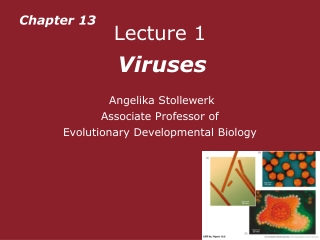 Lecture 1 Viruses  Angelika Stollewerk Associate Professor of  Evolutionary Developmental Biology