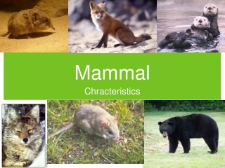 Mammal