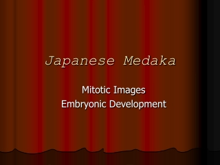 Japanese Medaka