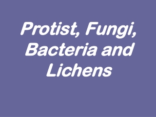 Protist, Fungi, Bacteria and Lichens