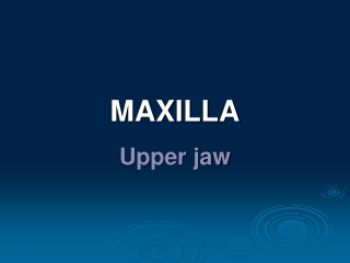 MAXILLA Upper jaw