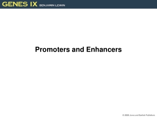 Promoters and Enhancers