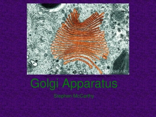 Golgi Apparatus Golgi Apparatus
