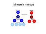 Mitoze ir mejoze