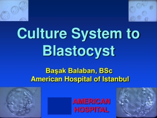 Culture System to Blastocyst