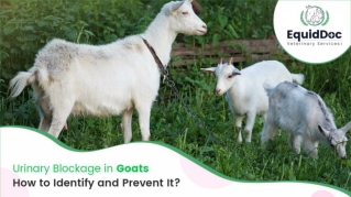 Urinary Blockage in Goats: How to Identify and Prevent It?