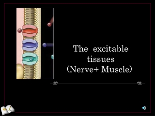 The  excitable tissues (Nerve+ Muscle)