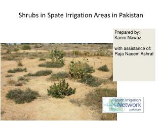Shrubs in Spate Irrigation Areas in Pakistan