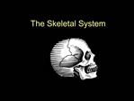 The Skeletal System