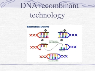 DNA recombinant            technology
