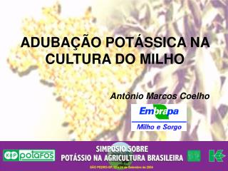 ADUBAÇÃO POTÁSSICA NA CULTURA DO MILHO