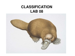 CLASSIFICATION LAB 08