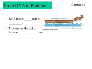 DNA makes  ____  makes  ________ .
