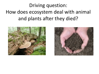 Driving question:  How does ecosystem deal with animal and plants after they died?