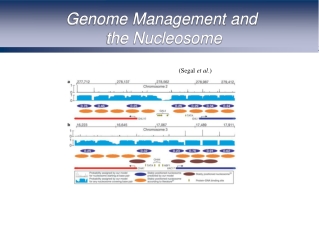 Genome Management and  the Nucleosome