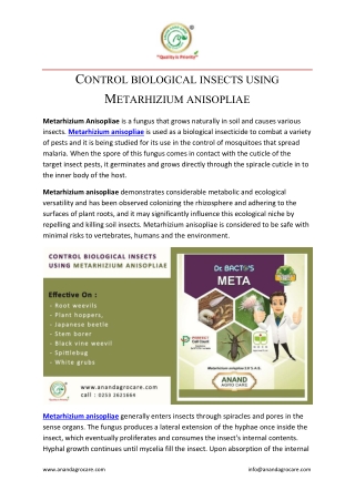 CONTROL BIOLOGICAL INSECTS USING METARHIZIUM ANISOPLIAE