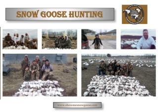 Missouri snow goose hunting